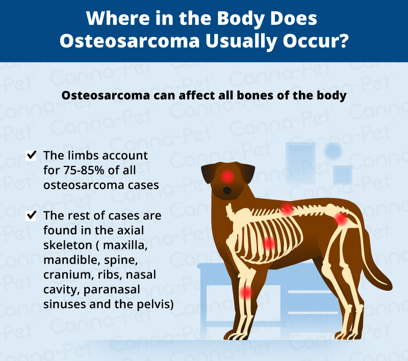 Cancer Sore On Dogs Leg