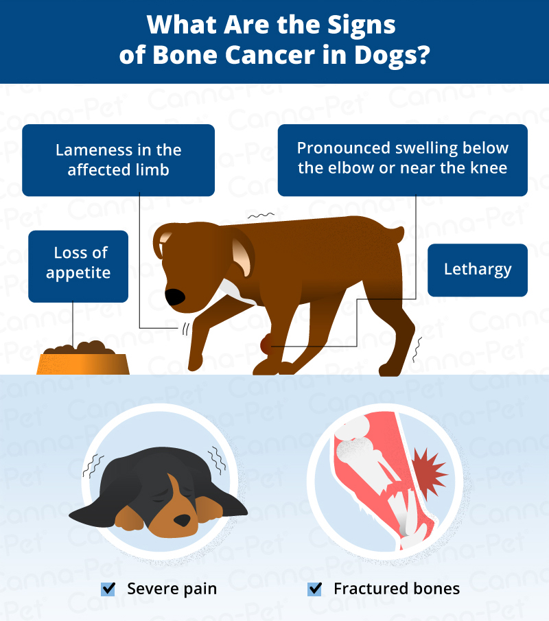 Bone Cancer in Dogs 