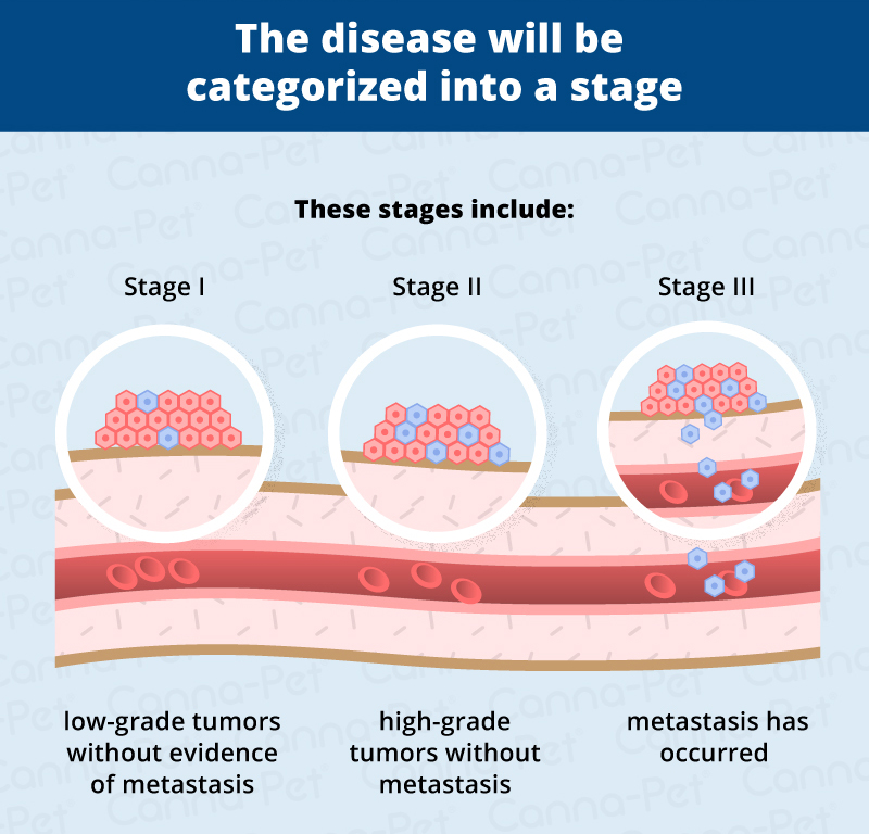 Bone Cancer (Osteosarcoma) in Dogs | Canna-Pet