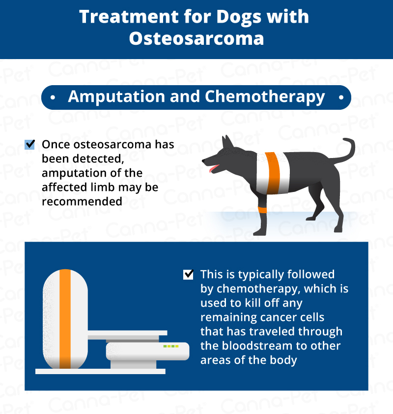 Bone Cancer in Dogs 