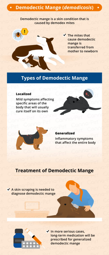 Dog Hair Loss: Common Causes & Treatment | Canna-Pet