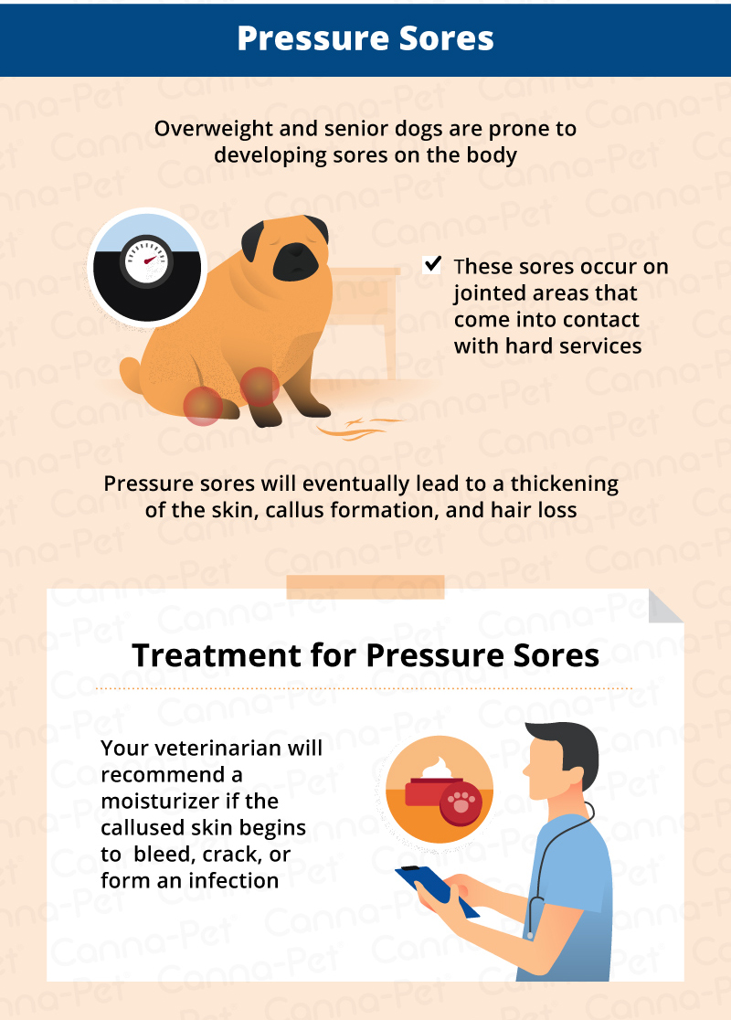 Pressure sores in dogs