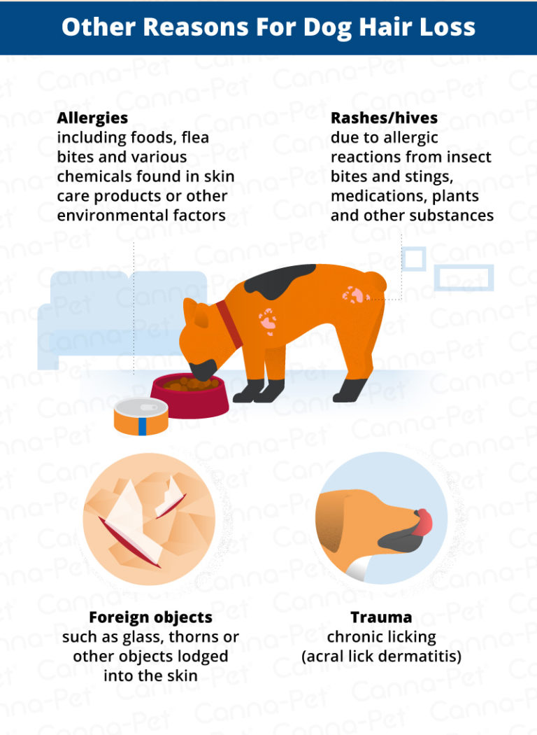 Dog Hair Loss Common Causes & Treatment CannaPet