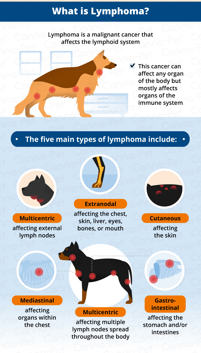 how can i help my dog with lymphoma