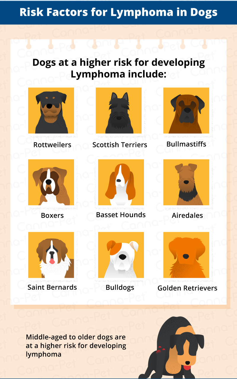 Risk Factors of Dog Lymphoma