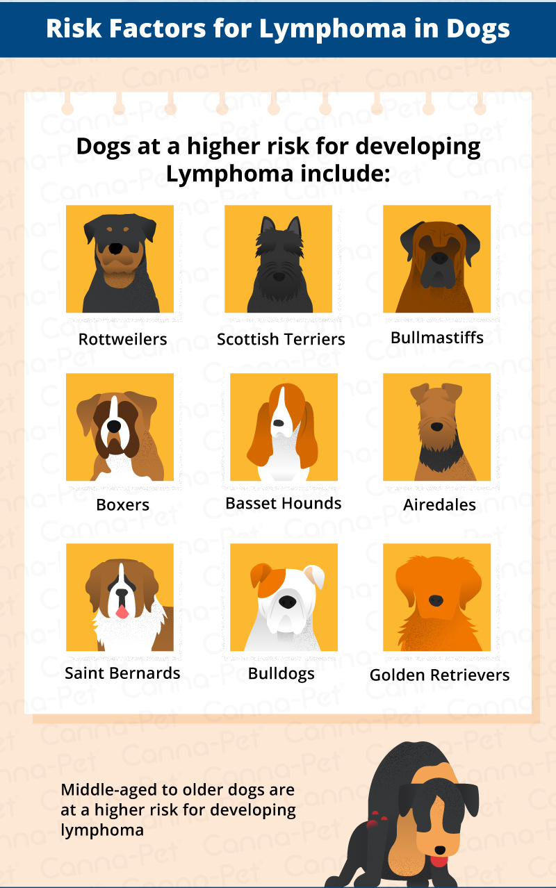 is lymphoma in dogs treatable