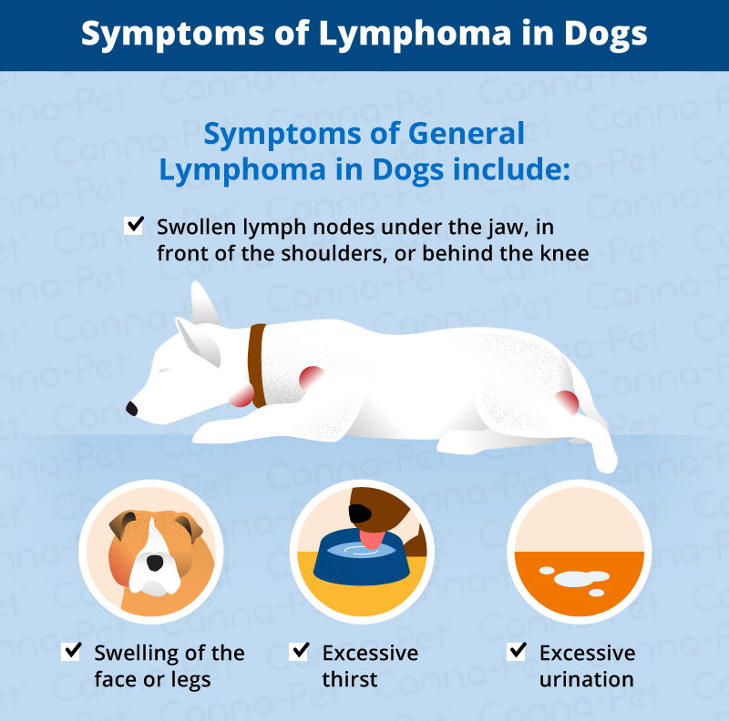 Symptoms of Dog Lymphoma