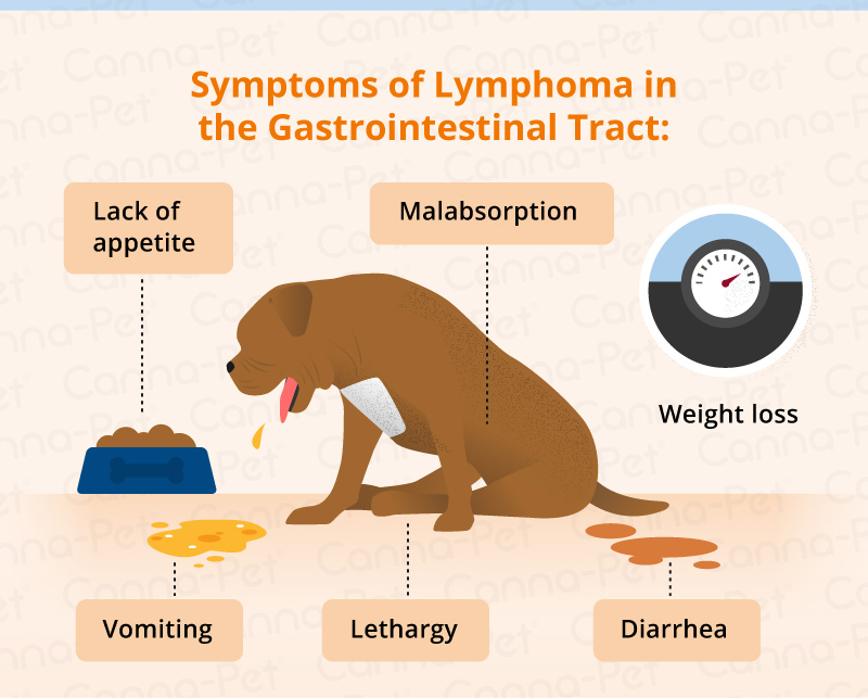 Lymphoma In Dogs