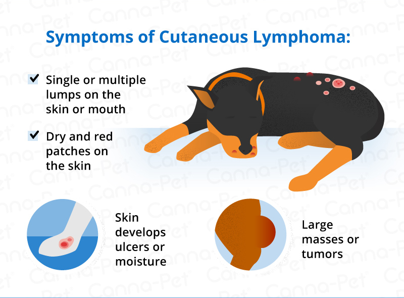 is lymphoma cancer in dogs painful