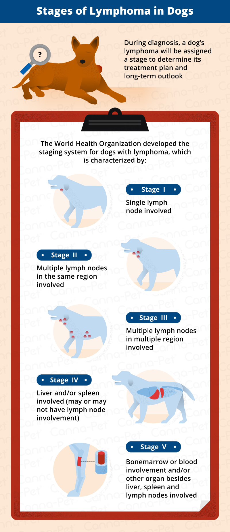 Stages of Lymphoma in Dogs