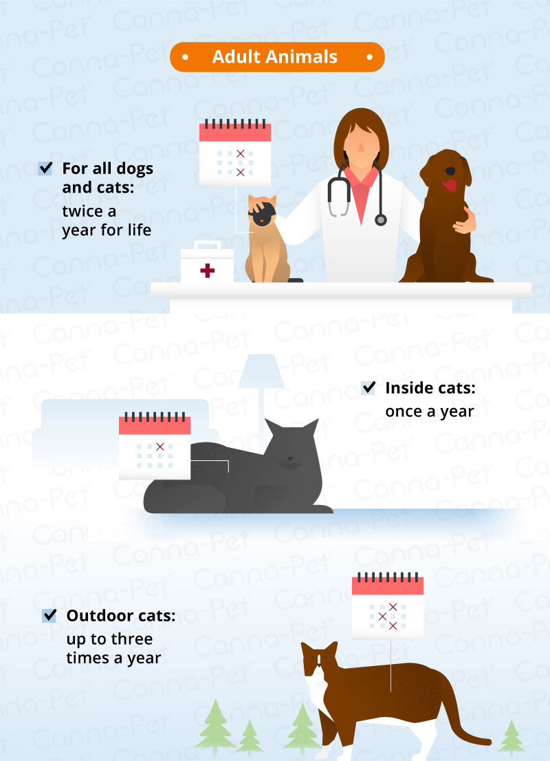 Worming Schedules for Dogs and Cats | Canna-Pet
