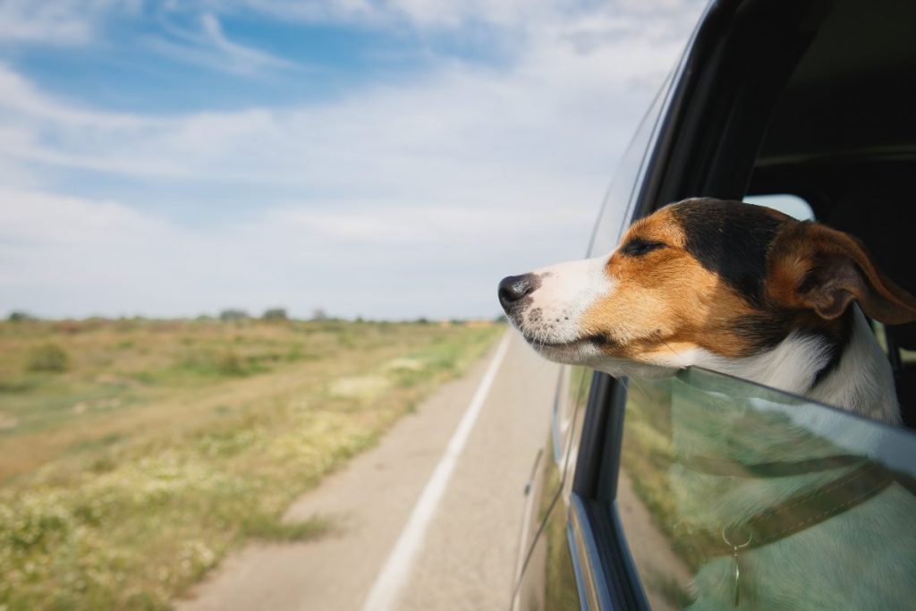 Can Dogs Suddenly Develop Car Sickness