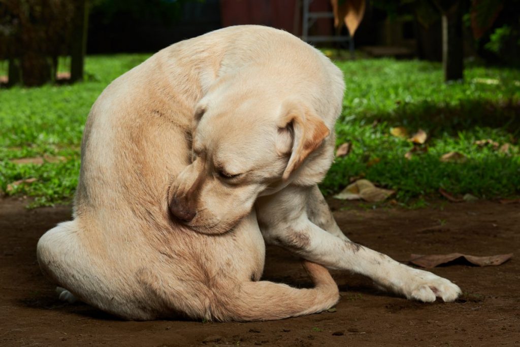 Common Causes of Dog Itchy Skin CannaPet