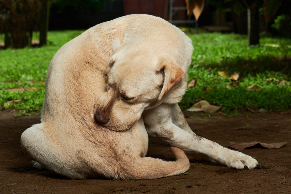 Dog is store itchy on back