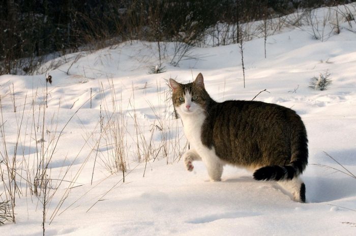 cat in snow_canna-pet
