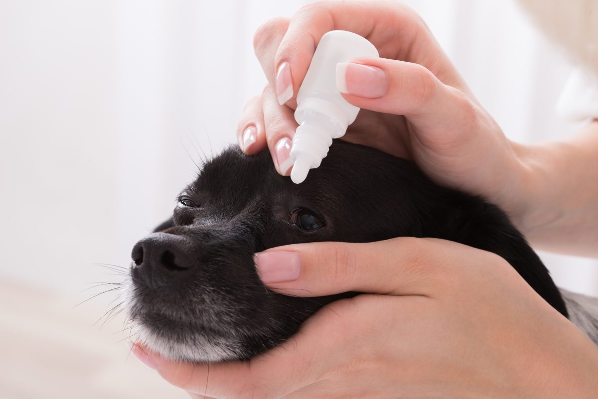 Recognizing & Treating Cataracts in Dogs | Canna-Pet