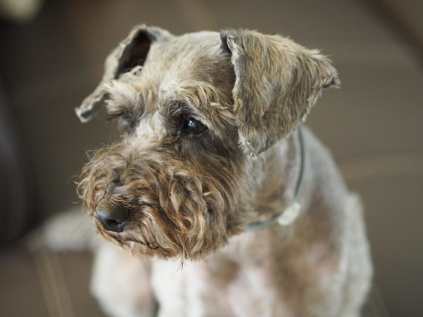 Cushing's Disease in Dogs | Canna-Pet