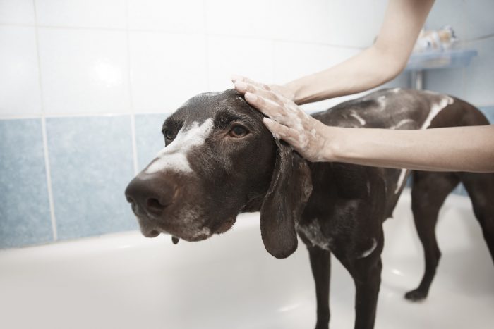dog bath_canna-pet