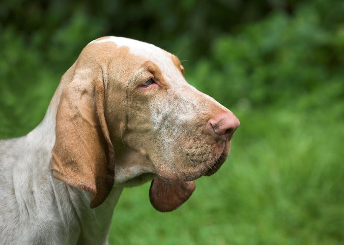 mast cell tumor dog nose