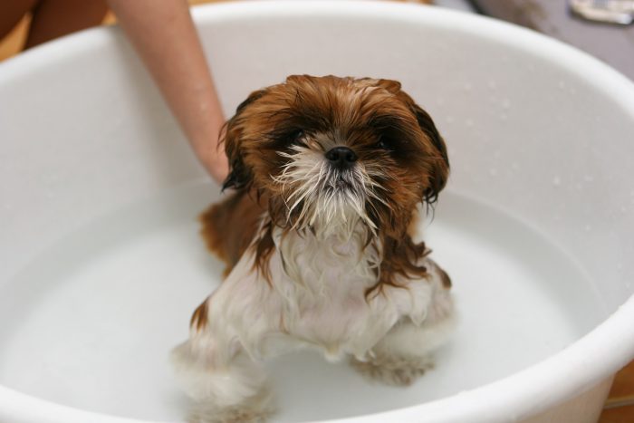 dog bathing_canna-pet