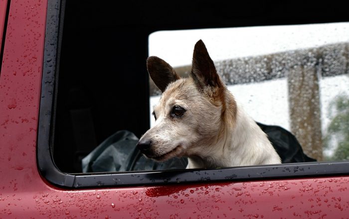 carsick dog_canna-pet