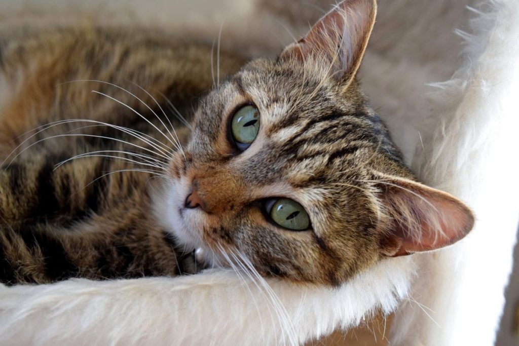 is protein bad for cats with kidney disease