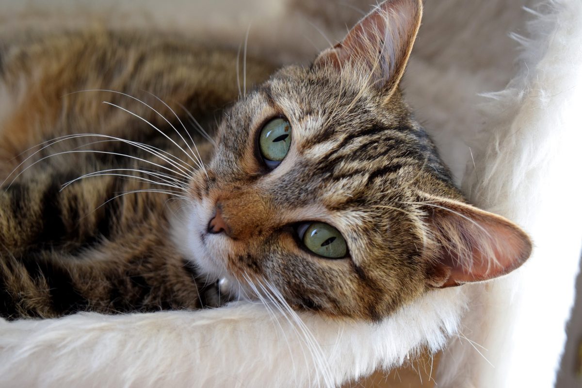 Kidney Disease In Older Cats Canna Pet