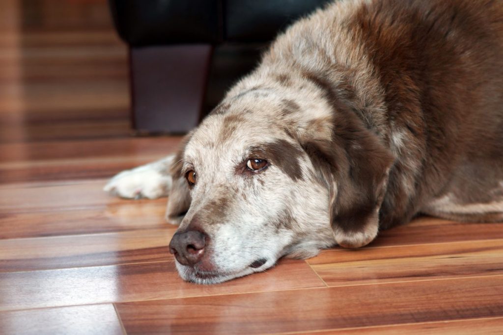 Urinary Incontinence In Senior Dogs Canna Pet