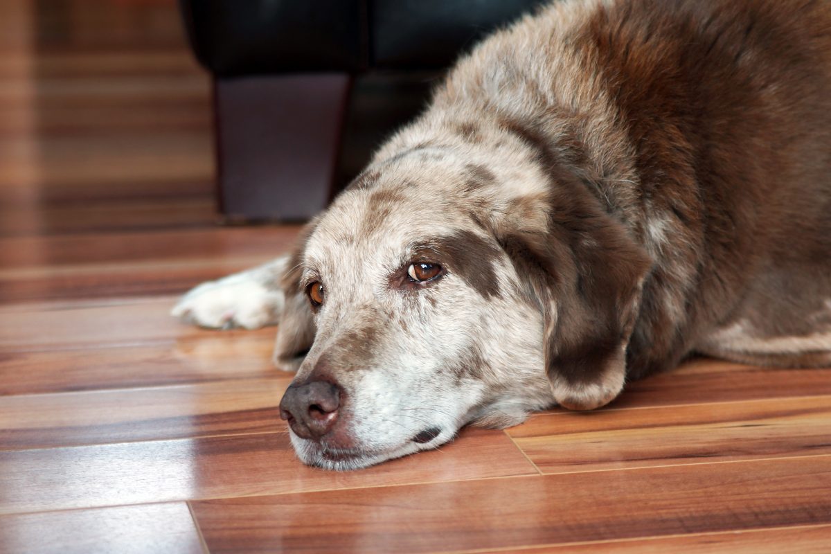 how to help dog urinary incontinence