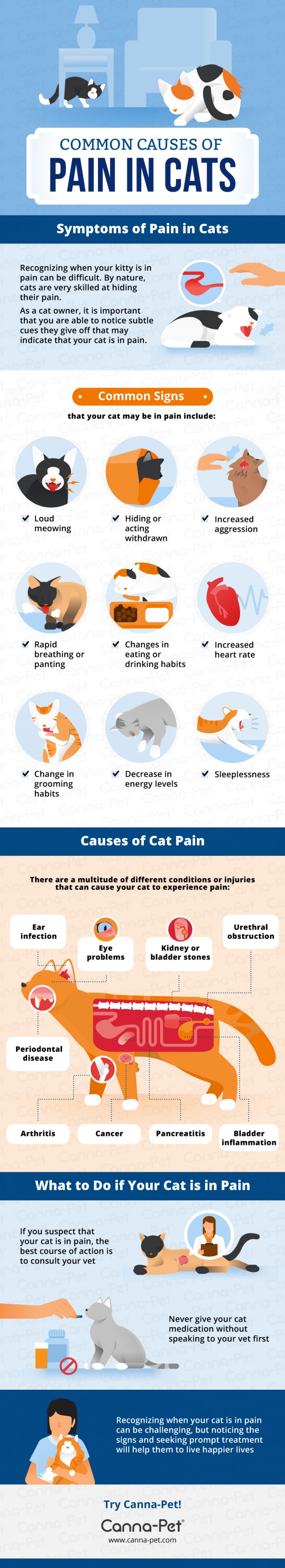 Is Your Cat in Pain? Common Causes of Cat Pain CannaPet
