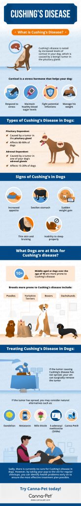 Cushing's Disease in Dogs | Canna-Pet