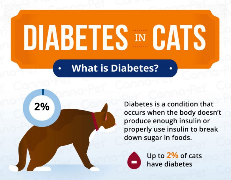 Diabetes in Cats: Causes, Symptoms, & Treatment | Canna-Pet