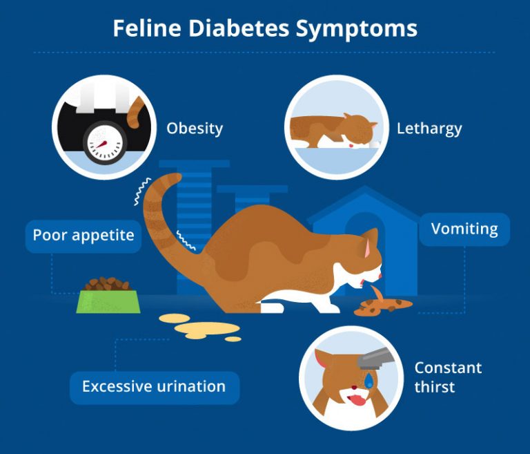 Diabetes in Cats: Causes, Symptoms, & Treatment | Canna-Pet