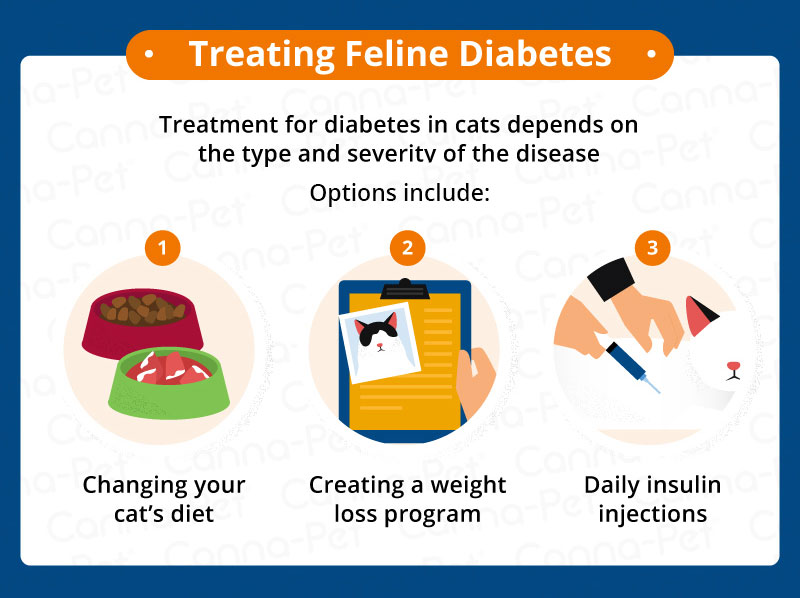 Diabetes in Cats | Canna-Pet