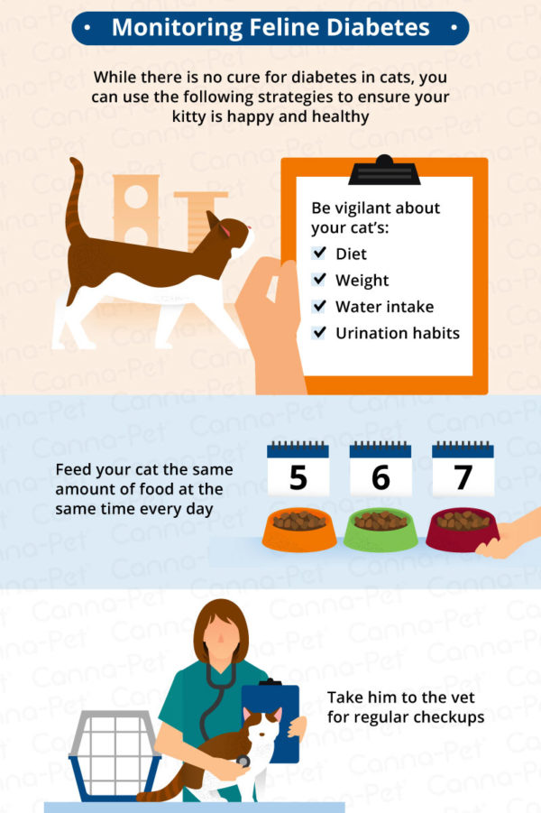 Diabetes in Cats Causes, Symptoms, & Treatment CannaPet