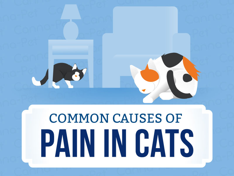 Common Pain in Cats | Canna-Pet