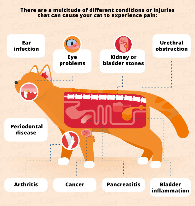 Common Pain in Cats | Canna-Pet