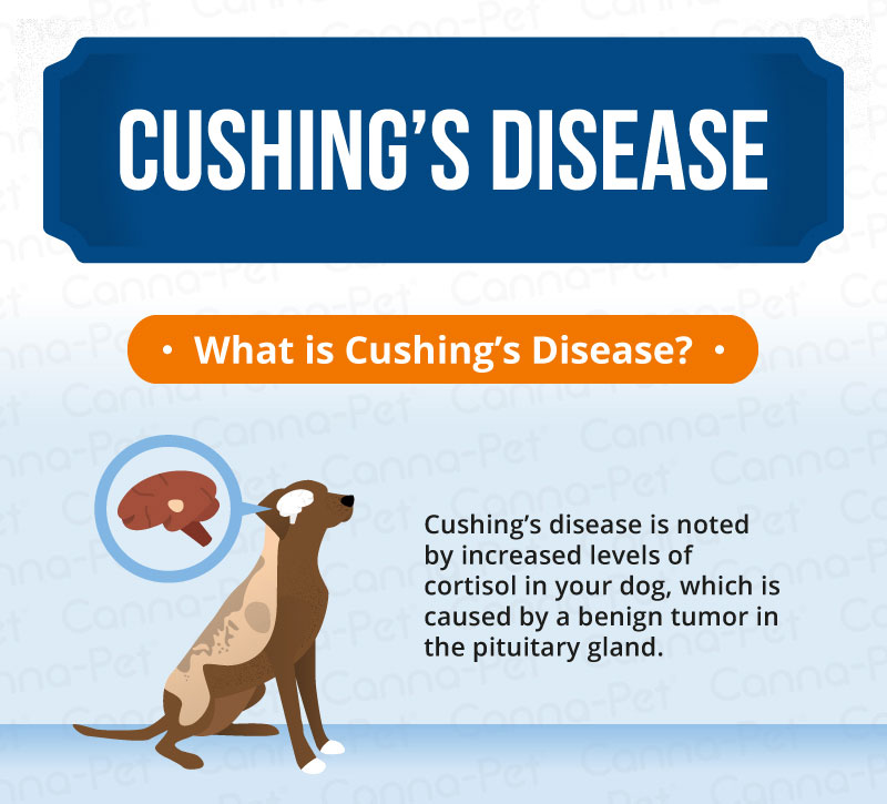 Cushing's Disease in Dogs | Canna-Pet