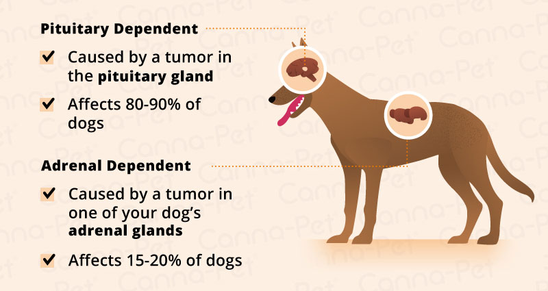 Cushing's Disease in Dogs | Canna-Pet