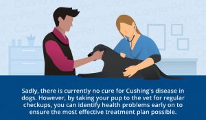 Cushing's Disease in Dogs | Canna-Pet