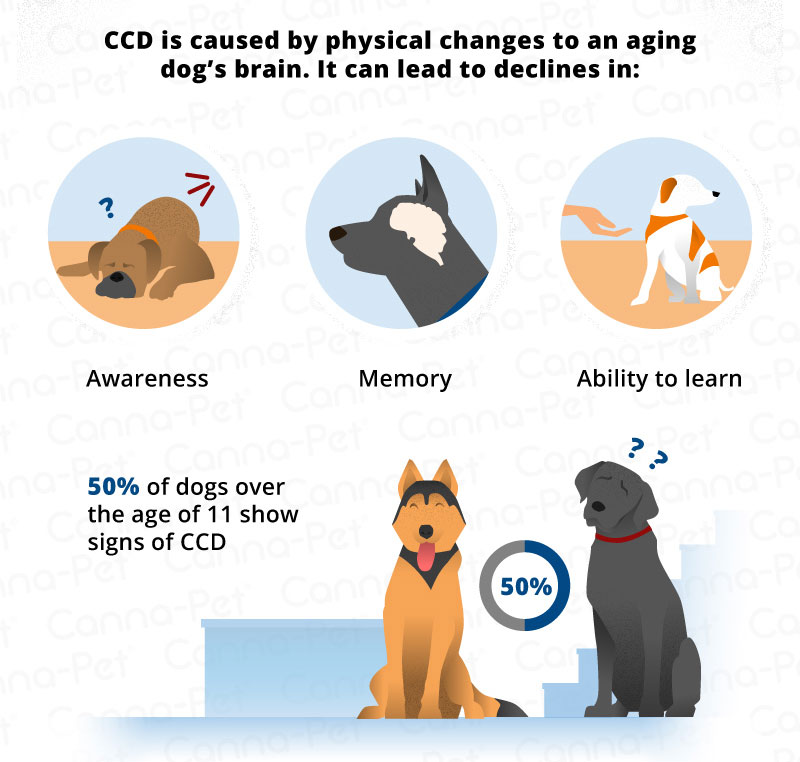 Dog Dementia (Cognitive Dysfunction) | Canna-Pet