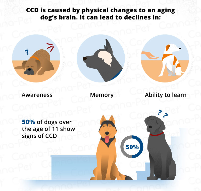 can dog dementia be treated