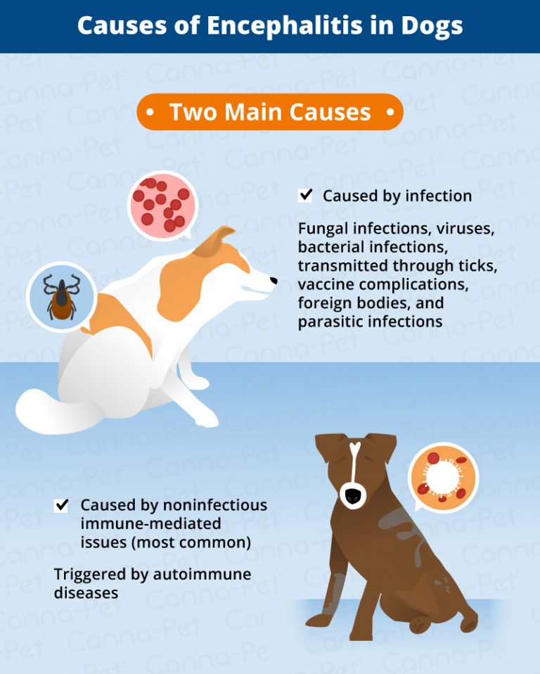 Encephalitis (Brain Inflammation) in Dogs | Canna-Pet