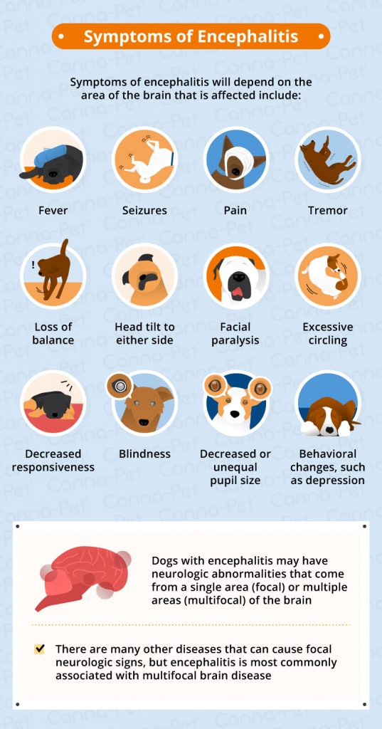 Encephalitis (Brain Inflammation) in Dogs | Canna-Pet