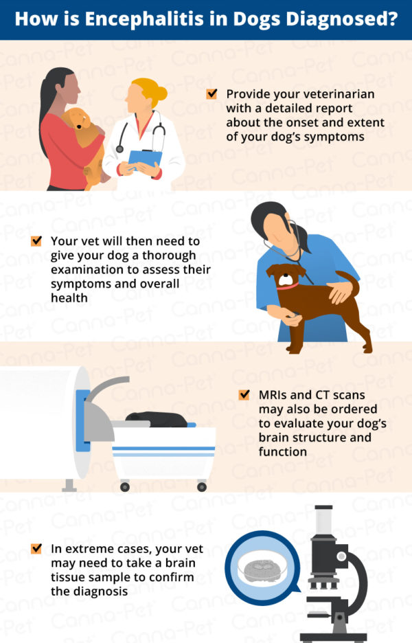 Encephalitis (Brain Inflammation) in Dogs | Canna-Pet