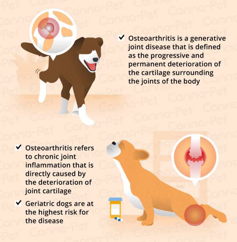 Osteoarthritis in Dogs Causes, Symptoms & Management CannaPet