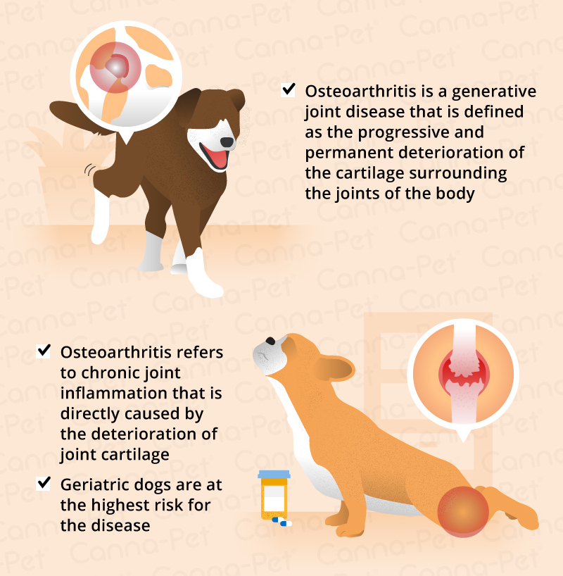 Osteoarthritis in dogs
