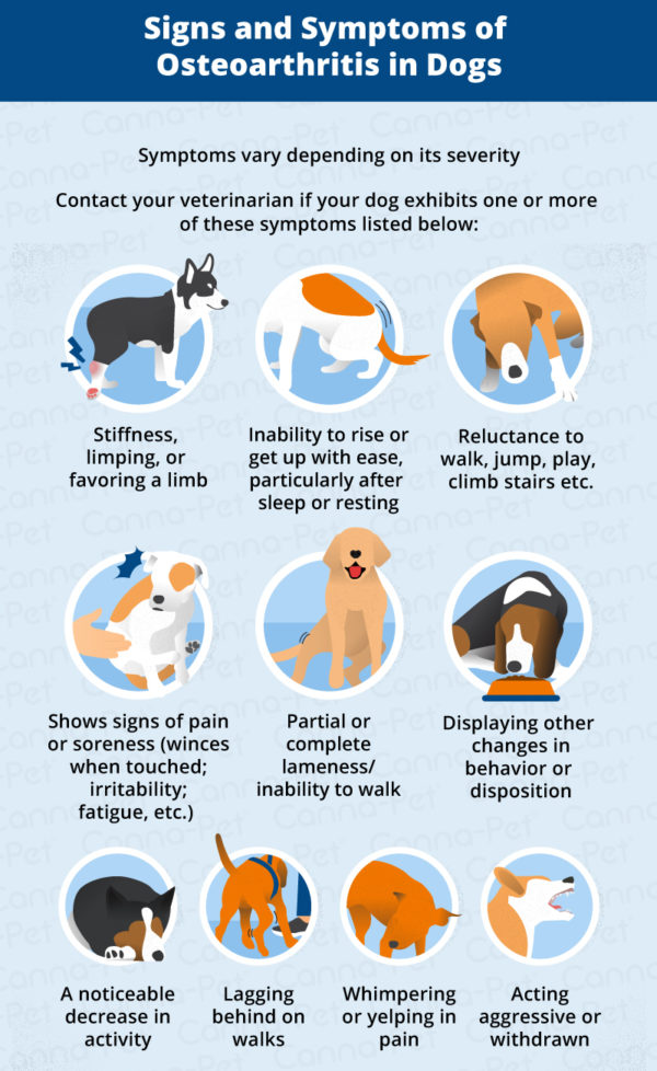 Osteoarthritis in Dogs Causes, Symptoms & Management CannaPet