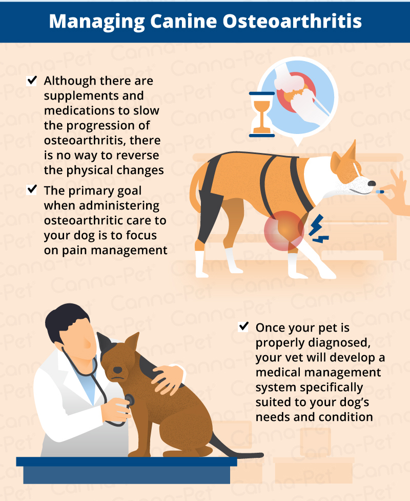 Osteoarthritis in dogs
