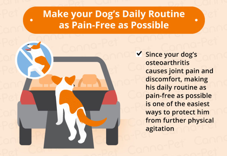 Osteoarthritis in Dogs Causes, Symptoms & Management CannaPet